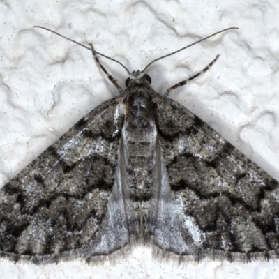 Lipogya exprimataria (Jagged Bark Moth) at Ainslie, ACT - 8 Sep 2020 by jbromilow50