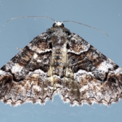 Gastrina cristaria (Wave-lined Geometrid) at Ainslie, ACT - 8 Sep 2020 by jb2602