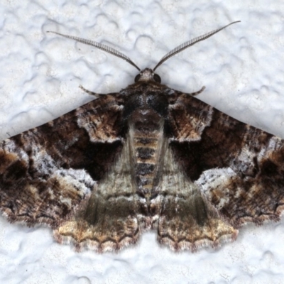 Gastrina cristaria (Wave-lined Geometrid) at Ainslie, ACT - 8 Sep 2020 by jb2602