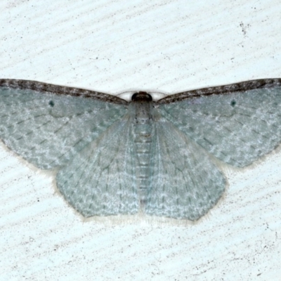 Poecilasthena pulchraria (Australian Cranberry Moth) at Ainslie, ACT - 8 Sep 2020 by jb2602