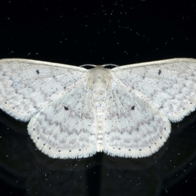 Scopula optivata (Varied Wave) at Ainslie, ACT - 8 Sep 2020 by jbromilow50