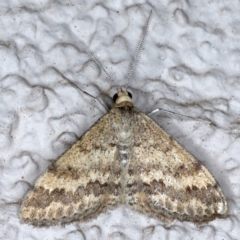 Scopula rubraria (Reddish Wave, Plantain Moth) at Ainslie, ACT - 8 Sep 2020 by jb2602