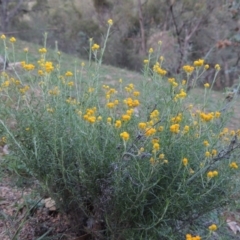 Chrysocephalum semipapposum (Clustered Everlasting) at Banks, ACT - 31 Mar 2020 by michaelb