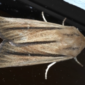 Leucania diatrecta at Ainslie, ACT - 8 Sep 2020