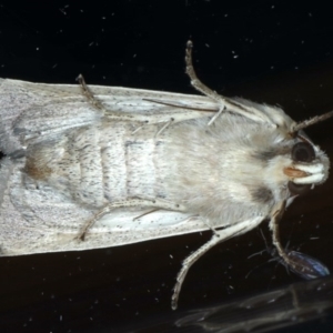 Leucania diatrecta at Ainslie, ACT - 8 Sep 2020