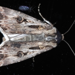 Agrotis munda (Brown Cutworm) at Ainslie, ACT - 8 Sep 2020 by jbromilow50