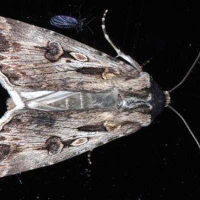 Agrotis munda (Brown Cutworm) at Ainslie, ACT - 8 Sep 2020 by jb2602