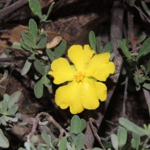 Hibbertia obtusifolia at Tuggeranong DC, ACT - 31 Mar 2020 08:19 PM