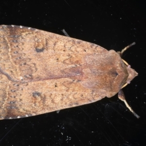 Diarsia intermixta at Ainslie, ACT - 8 Sep 2020