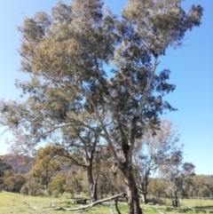 Eucalyptus melliodora (Yellow Box) at Watson, ACT - 30 Aug 2020 by EcolCara37