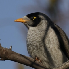 Manorina melanocephala (Noisy Miner) at Ainslie, ACT - 8 Sep 2020 by jb2602