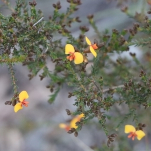 Dillwynia retorta at Gundaroo, NSW - 8 Sep 2020