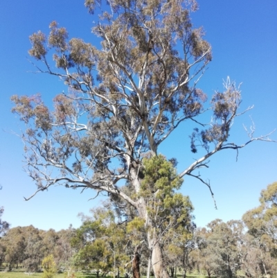 Eucalyptus melliodora (Yellow Box) at Watson Woodlands - 30 Aug 2020 by EcolCara37