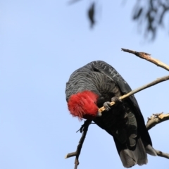 Callocephalon fimbriatum at Ainslie, ACT - suppressed