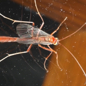 Enicospilus CNM sp1 at Ainslie, ACT - 8 Sep 2020