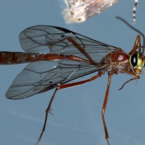 Enicospilus CNM sp1 at Ainslie, ACT - 8 Sep 2020