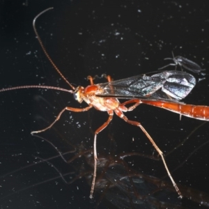 Enicospilus CNM sp1 at Ainslie, ACT - 8 Sep 2020