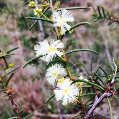 Acacia genistifolia (Early Wattle) at O'Connor, ACT - 8 Sep 2020 by RWPurdie