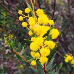 Acacia buxifolia subsp. buxifolia (Box-leaf Wattle) at O'Connor, ACT - 8 Sep 2020 by RWPurdie