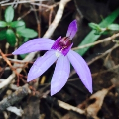 Cyanicula caerulea (Blue Fingers, Blue Fairies) at O'Connor, ACT - 8 Sep 2020 by RWPurdie