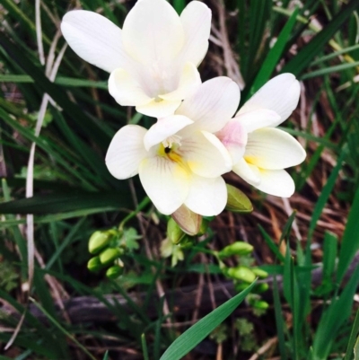 Freesia leichtlinii subsp. leichtlinii x Freesia leichtlinii subsp. alba (Freesia) at O'Connor, ACT - 8 Sep 2020 by RWPurdie