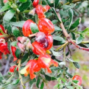 Grevillea alpina at O'Connor, ACT - 9 Sep 2020