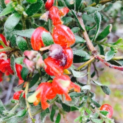 Grevillea alpina (Mountain Grevillea / Cat's Claws Grevillea) at O'Connor, ACT - 8 Sep 2020 by RWPurdie