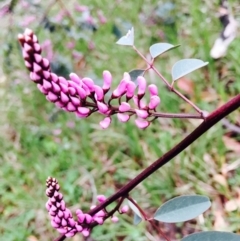 Indigofera australis subsp. australis (Australian Indigo) at O'Connor, ACT - 8 Sep 2020 by RWPurdie