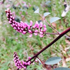 Indigofera australis subsp. australis at O'Connor, ACT - 9 Sep 2020 07:08 AM