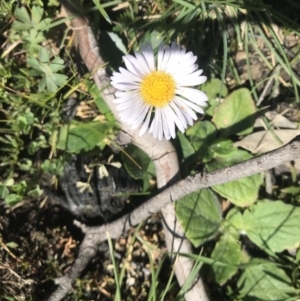 Brachyscome sp. at Mount Clear, ACT - 10 Sep 2020