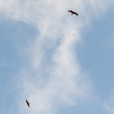 Hieraaetus morphnoides (Little Eagle) at Bruce, ACT - 9 Sep 2020 by ajc