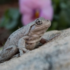 Litoria peronii at Forde, ACT - 10 Sep 2020