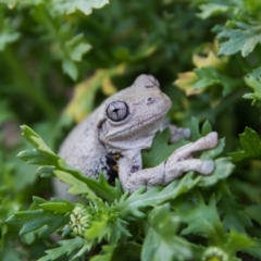 Litoria peronii at Forde, ACT - 10 Sep 2020