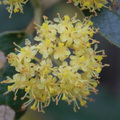 Pomaderris intermedia (Golden Pomaderris) at Downer, ACT - 9 Sep 2020 by ConBoekel