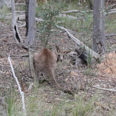 Macropus giganteus (Eastern Grey Kangaroo) at Downer, ACT - 10 Sep 2020 by ConBoekel