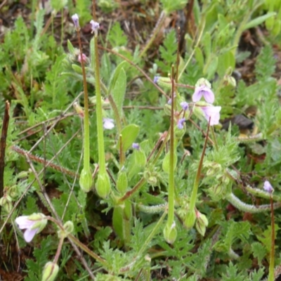 Erodium cicutarium (Common Storksbill, Common Crowfoot) at Wanniassa Hill - 9 Sep 2020 by Mike