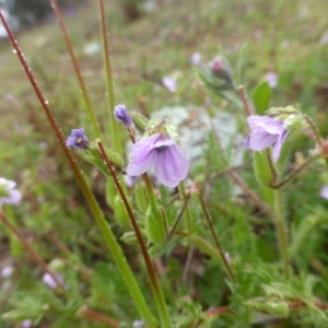 Erodium cicutarium at Tuggeranong DC, ACT - 9 Sep 2020