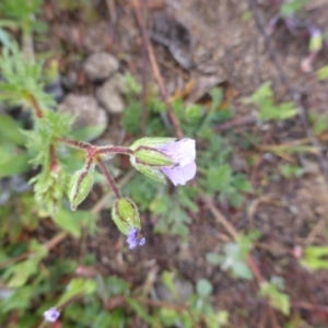 Erodium cicutarium at Tuggeranong DC, ACT - 9 Sep 2020