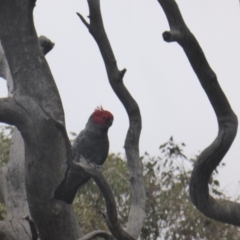 Callocephalon fimbriatum at Jerrabomberra, ACT - 9 Sep 2020