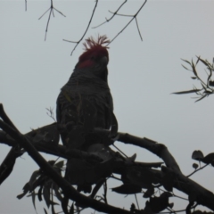 Callocephalon fimbriatum at Jerrabomberra, ACT - 9 Sep 2020