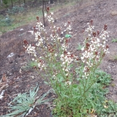 Raphanus raphanistrum (Wild Radish, Jointed Charlock) at Jerrabomberra, ACT - 9 Sep 2020 by Mike