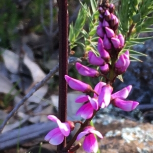 Indigofera australis subsp. australis at Majura, ACT - 10 Sep 2020