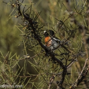 Petroica boodang at Paddys River, ACT - 30 Aug 2020