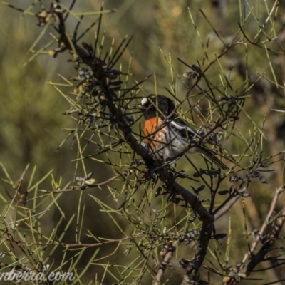 Petroica boodang (Scarlet Robin) at Paddys River, ACT - 30 Aug 2020 by JonSteinbeck