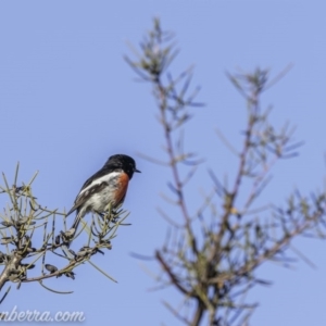 Petroica boodang at Paddys River, ACT - 30 Aug 2020