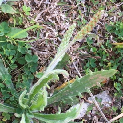 Plantago varia (Native Plaintain) at Watson, ACT - 10 Sep 2020 by JaneR