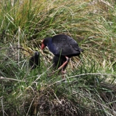 Porphyrio melanotus at Fadden, ACT - 10 Sep 2020