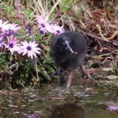 Porphyrio melanotus at Fadden, ACT - 10 Sep 2020