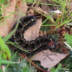 Apina callisto at Fadden, ACT - 10 Sep 2020