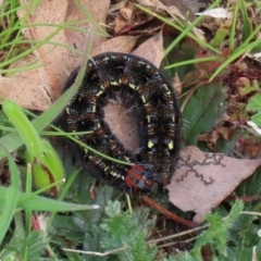 Apina callisto at Fadden, ACT - 10 Sep 2020